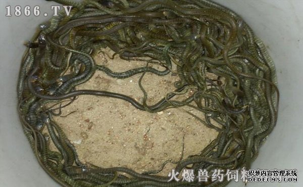 水律蛇養(yǎng)殖新技巧揭秘，高效養(yǎng)殖方法與實用操作指南