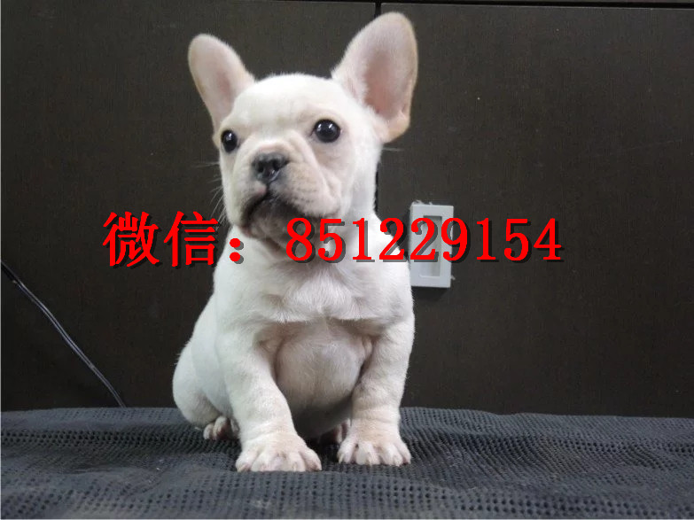 法牛犬行情走勢揭秘，溫馨日常背后的市場趨勢