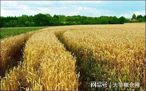 今天小麥最新價格行情，變化中的機(jī)遇與自我成長潛力探索