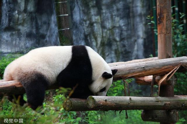 南京熊貓最新動態(tài)揭秘，如何獲取最新消息？